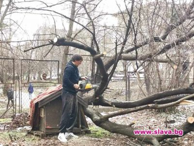 slava.bg : Депутат окастри дървета пред старчески дом